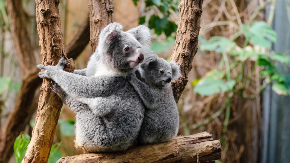 Koala? Tak to jsme v Austrálii